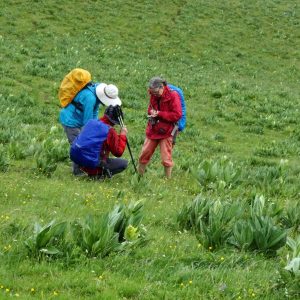 Groupe flore